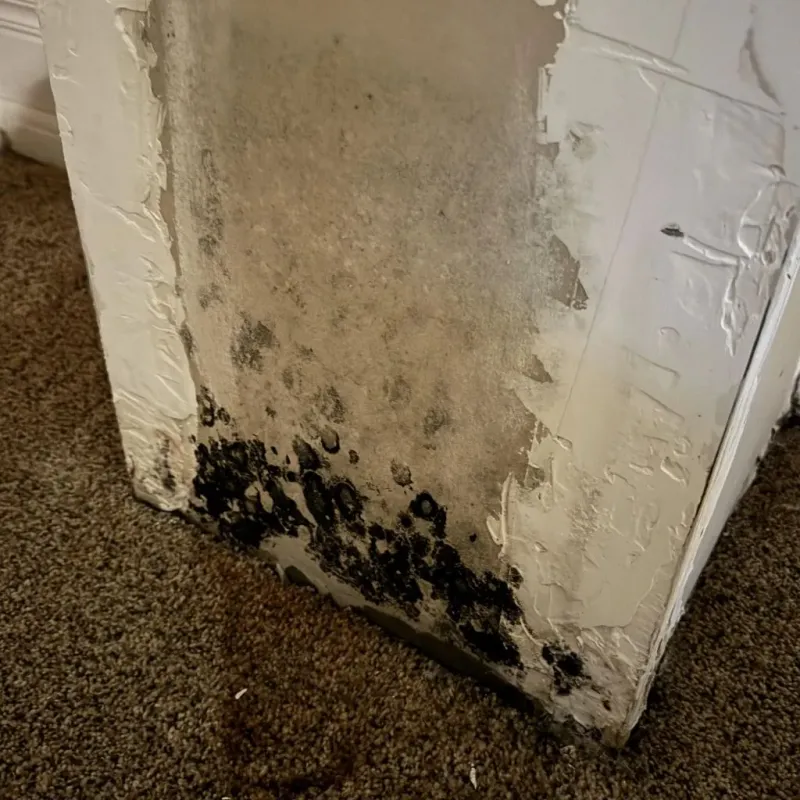 Professional Mold Removal in McGregor, TX